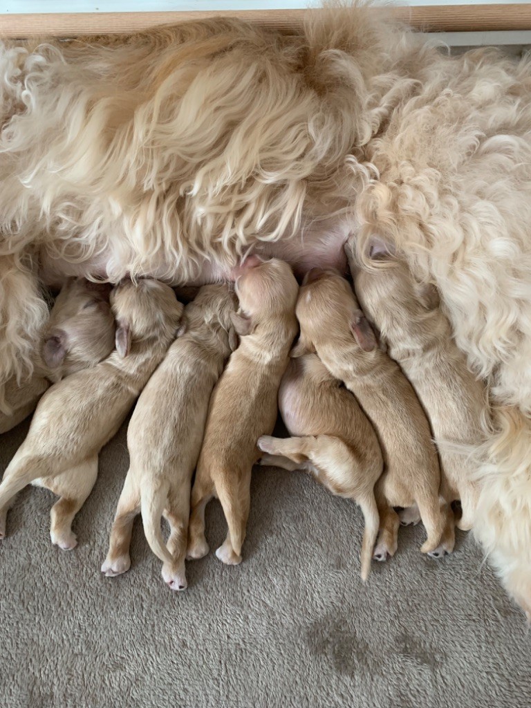 chiot American Cocker Spaniel Of Akan's House