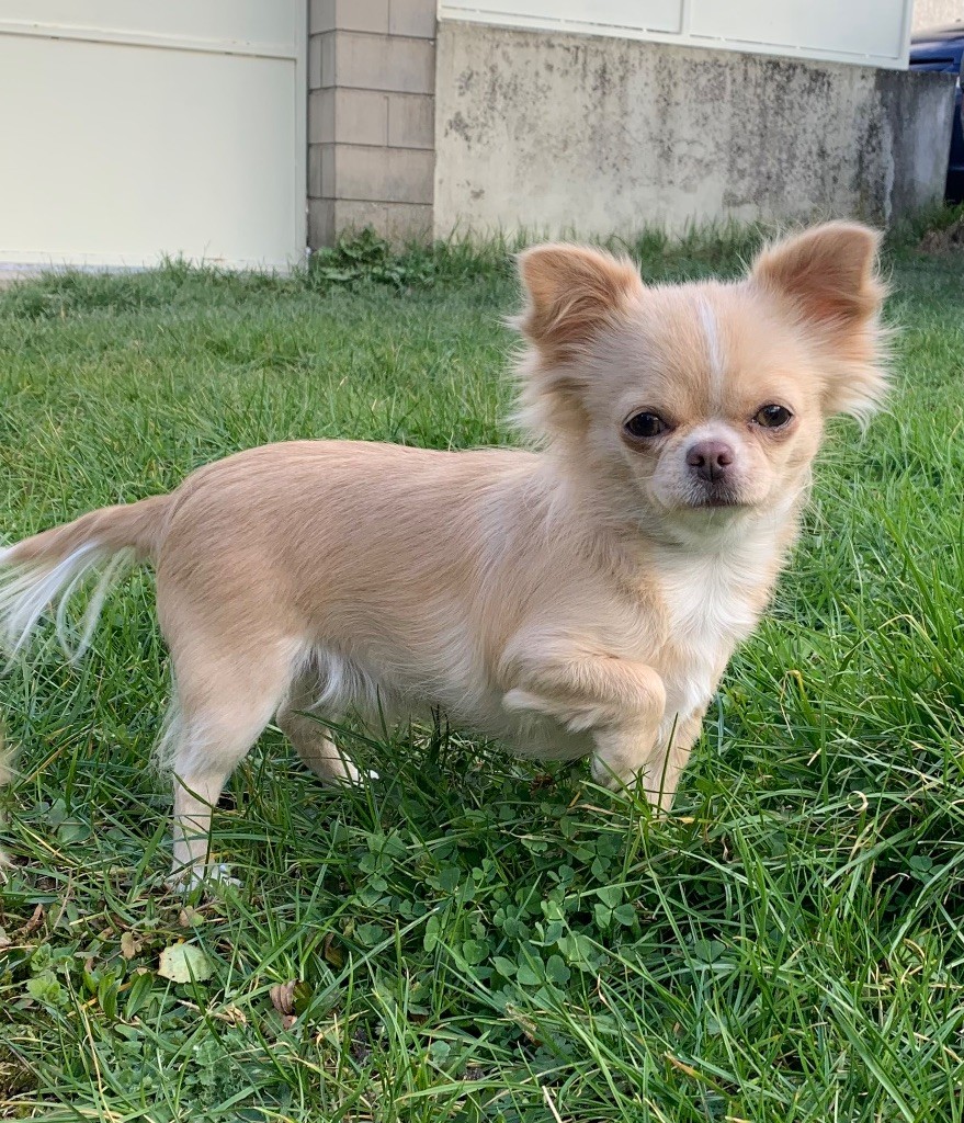 Rosie Du Domaine De Virginyamael