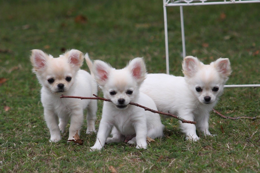 Bébés chihuahuas poils longs nés le 14/07/25