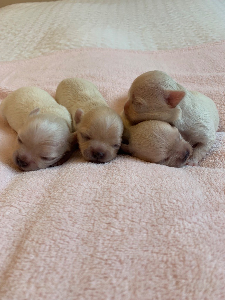 Bébés chihuahuas poils longs nés le 14/07/25