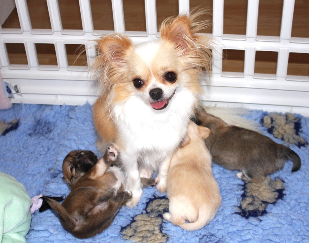 Bébés chihuahuas poils longs attendus pour mi-juillet 2025