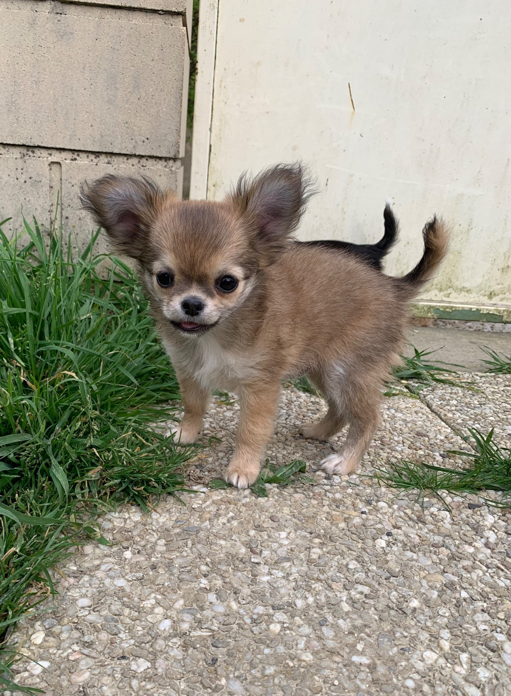 Of Akan's House - Chiots disponibles - Chihuahua