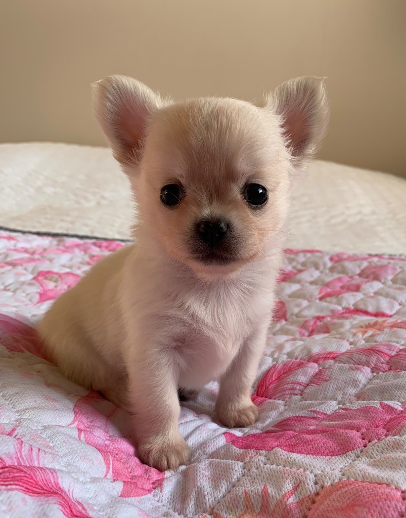 Of Akan's House - Chiots disponibles - Chihuahua