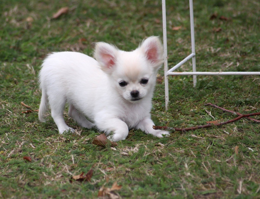 Of Akan's House - Chiots disponibles - Chihuahua