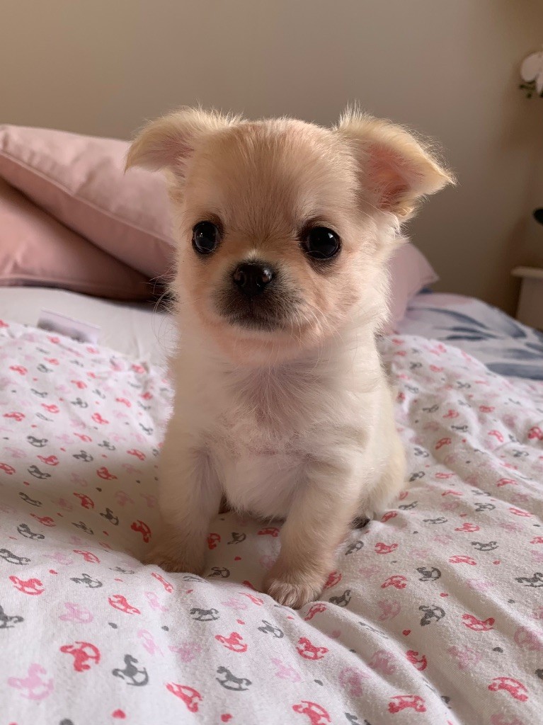 Of Akan's House - Chiots disponibles - Chihuahua