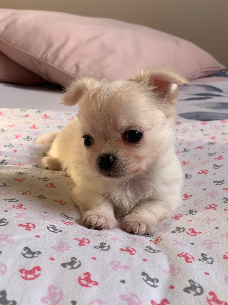 Of Akan's House - Chiots disponibles - Chihuahua