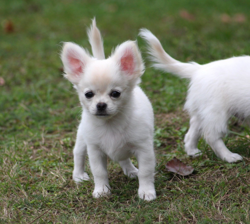 Of Akan's House - Chiots disponibles - Chihuahua